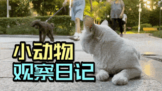 励志篇-怂猫的逆袭