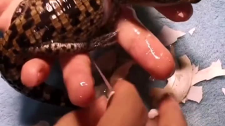 给鳄鱼宝宝接生是什么体验