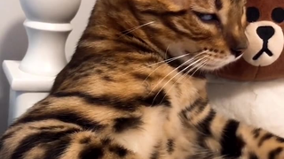 这只猫好像知道自己很贵