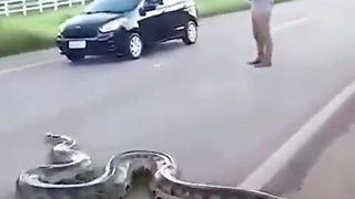 蟒蛇过马路,这可真大啊
