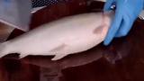 作为杀鱼师傅,必须得把鱼了解得清清楚楚