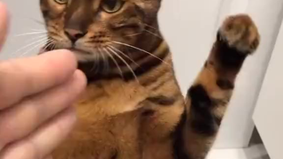 小猫咪像个生气的拳击手,爪爪打的砰砰像小袋鼠一样