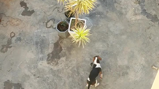 一大早就开始当当当,我已经快神经衰弱了
