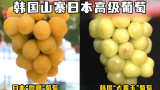 韩果农偷种日本葡萄被捉，经销商：日本以前也偷了我们不少!