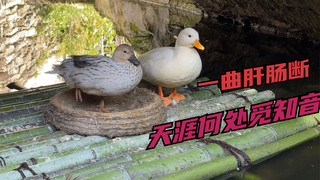 幸福的鸭子生活,让人羡慕