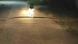 美国：注意脚下！一只狗狗走路时不慎踩到过马路的蟒蛇