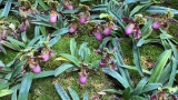 【聚焦COP15】一场关于植物与种子的神奇之旅