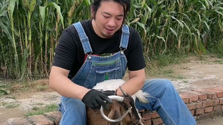 给我家小羊做了一对不锈钢角