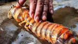 【印尼街头美食】辣炒巨型皮皮虾，满满的虾黄
