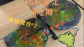 “玻璃摆件”?“4亿年前化石”?海关查获的斑彩螺到底是什么?【鱼记化石鉴定】2