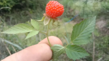 《麻利人》之野山泡赛草莓
