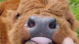 Cute Baby Highland Cow  ViralHog