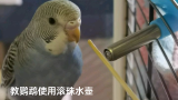 教鹦鹉使用滚珠水壶