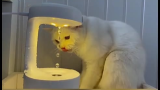 高科技饮水机给猫整不会了