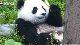【大熊猫的迷惑行为】一时间不知道它这是在吃东西还是在卖萌呢～
