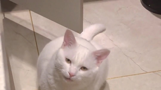 猫咪撒起娇来有多可爱