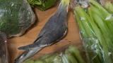 看得出来被蔬菜包围的鹦鹉好像很开心，已经幸福地唱起拍手歌了