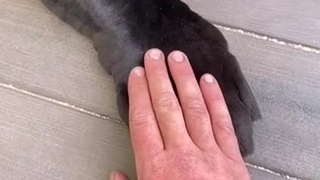 不管多大的猫都要符合猫爪必须在上的定律!