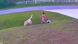 草坪上突然冲出一只大黑狗，朝着小男孩的方向飞奔过来。幸好旁边的大黄反应迅速，瞬间把小主人护住