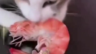 猫咪的开机速度有多快.