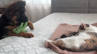 小德牧第一次遇见小奶猫,嘴里的玩具瞬间就不香了