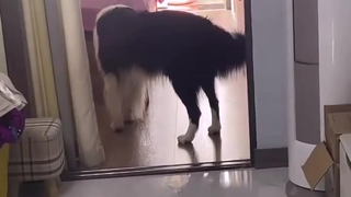 边牧当警犬:你让我上?你自己咋不上