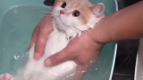 实心小猫咪沉浸式洗澡，每一只都好乖好配合！！！一整个可爱住了