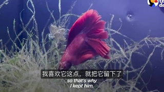 妹子救回一只苍白虚弱的斗鱼,各种细心照顾,两周之后奇迹发生了