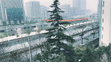 纷纷飞花已坠落，上海下雪啦！