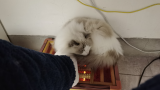 江浙沪的猫猫又到了躺取暖器的季节