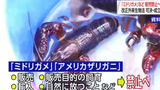 断人财路！日本立法禁售小龙虾了！日本政府表示此举并非针对在日华人和中国饭店老板！