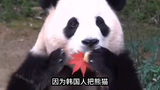 韩国中央日报：熊猫不愧是我们国宝，韩网民：熊猫是韩国传统动物