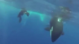 潜水员：没反应过来就被撸了，突然有只好奇宝宝虎鲸向你嘤嘤嘤冲过来是什么体验-
