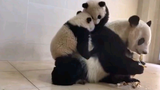 熊猫宝宝往妈妈身上爬，争风吃醋的样子，太搞笑了
