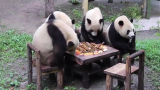 老外看重庆大熊猫坐在桌子旁吃饭 外国网友:我还以为它们在打麻将