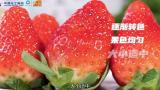 华强化工 强农工程：草莓使用美农吧 增产提质好当家