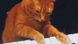 猫:我给大家献上一曲喵喵歌吧