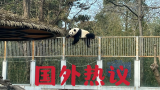 萌兰火了到国外了，来看看国外网友热议大熊猫萌兰潜逃越狱吧。