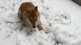 狗狗见到雪开心得不知所措，网友：怎么和个大耗子似的