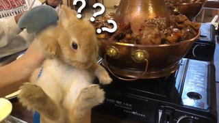 《动物迷惑行为大赏➐➎》