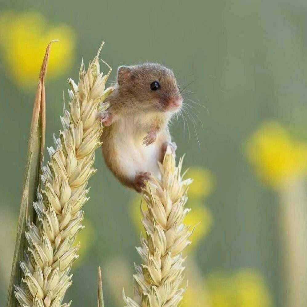 鼠是什么时辰出生的好 EJjM1y8qPQoFYWNmdW4SBWltYWdlGi0xNjI4OTAxMl9iNjdhODA1MWViOTM0ZDI1YjRjZTU5OWEyN2YxZDI0My5wbmc.png