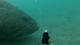 拍摄水下时不要把摄影机伪装成鱼