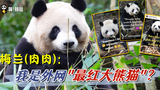 看外网“最红大熊猫”如何俘获国际“猫粉”？