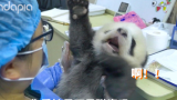 原来熊猫宝宝和饲养员是这样“吵架”的！