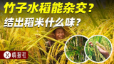 竹子和水稻竟然能杂交？一米多高还能结稻米的竹稻有多牛？