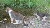 猫妈妈亲身示范教小猫如何过河