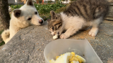 小猫吃鸡蛋，旁边狗子馋得口水直流