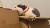 以为猫咪在咬纸箱，没想到是把毛睡瘪了