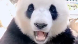 研究表明，听熊猫咔嚓咔嚓吃竹子的声音，减压效果最大可达27%