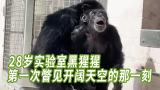 28岁实验室黑猩猩第一次瞥见开阔天空的那一刻